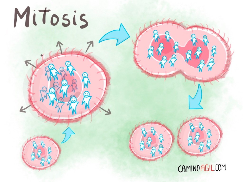 como crear nuevas celulas agiles