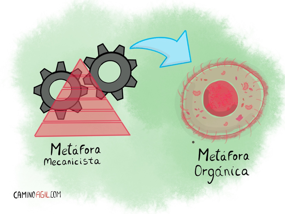 Entendiendo el concepto ‘células ágiles’: una mirada orgánica de las&nbsp;organizaciones